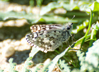 White checkered-skipper - Pyrgus albescens