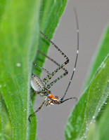 Fork-tailed bush katydid - Scudderia furcata