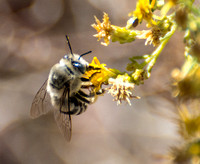 Digger bee- Anthophora urbana