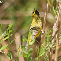 Wilson's Warbler - Cardellina pusilla