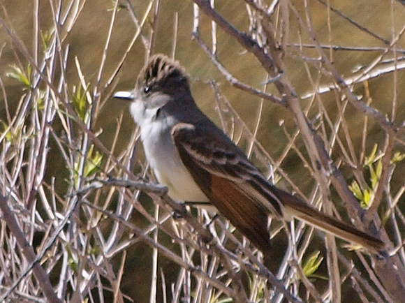 Ash-throated Flycatcher - Myiarchus cinerascens