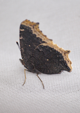 Mourning cloak - Nymphalis antiopa