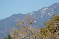 Great Egret - Ardea alba