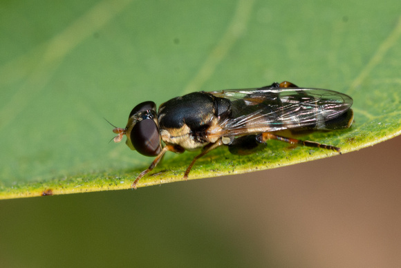 Thick-legged hoverfly - Syritta pipiens