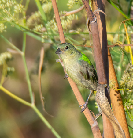 Painted Bunting - Passerina ciris