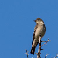 Western Wood-pewee - Contopus pertinex