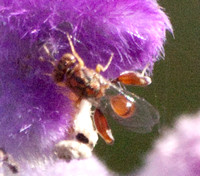 Chalcid wasp 1 - Conura sp.