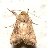 Noctuid moth - Anhimella pacifica