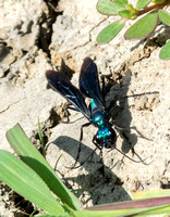 Steel-blue cricket hunter -Chlorion aerarium