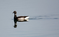 Brant - Branta bernicla