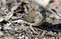 Dark-eyed Junco - Junco hyemalis