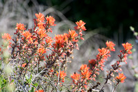 Felt Paintbrush - Castilleja foliosa