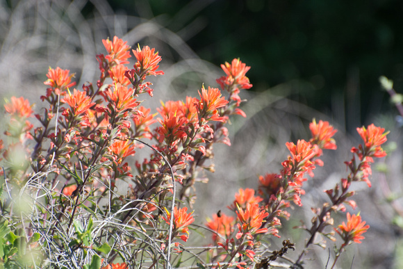 Felt Paintbrush - Castilleja foliosa