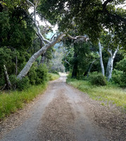 Silverado Canyon, 04-20-2019