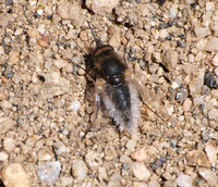 Bee Fly - Lordotus sp.