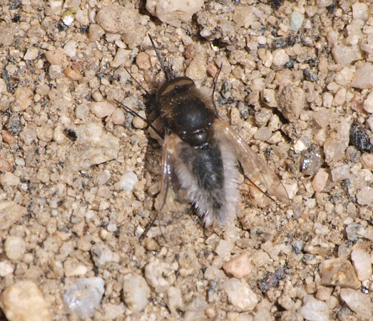 Bee Fly - Lordotus sp.