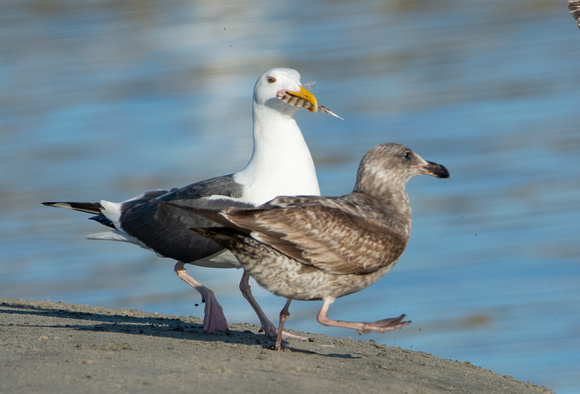 Western Gull - Larus occidentalis