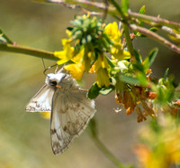 Northern White Skipper - Heliopetes ericetorum