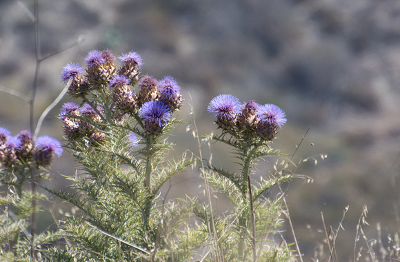 Artichoke Thistle - Cynara cardunculus