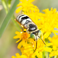 Sand wasp - Bembix americana