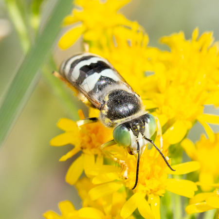 Sand wasp - Bembix americana