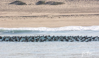 Surf Scoter - Melanitta perspicillata