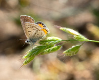 Acmon blue - Icaricia acmon