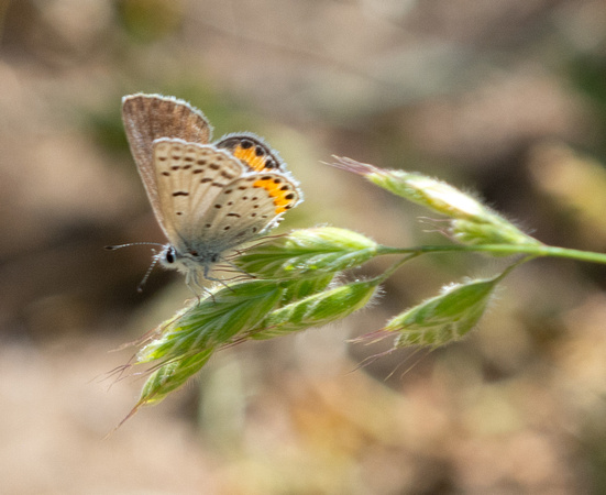 Acmon blue - Icaricia acmon