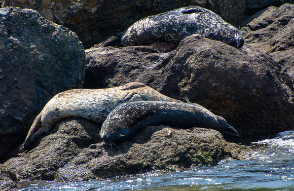 Harbor seal - Phoca vitulina