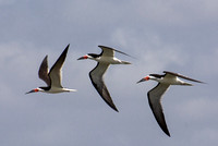 Black skimmer - Rynchops niger