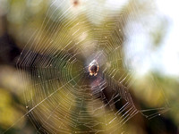 Orb weaver - Araneus gemma