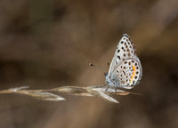 Bernardino Blue - Euphilotes bernardino