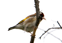 European Goldfinch - Carduelis carduelis