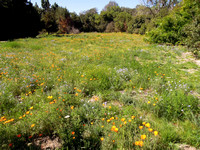 Restored Grassland Habitat April