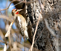 Red-naped Sapsucker - Sphyrapicus nuchalis