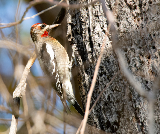 Red-naped Sapsucker - Sphyrapicus nuchalis