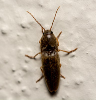 Pasture Wireworm - Heteroderes exsul