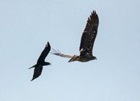 Bald Eagle - Haliaeetus leucocephalus, Common Raven - Corvus corax