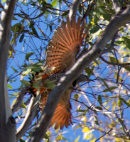 Northern Flicker (red shafted) - Colaptes auratus