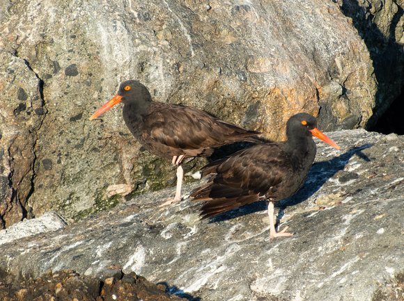 Black Oystercatcher - Haematopus bachmani