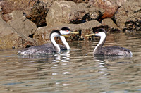 Western Grebe - Aechmophorus occidentalis
