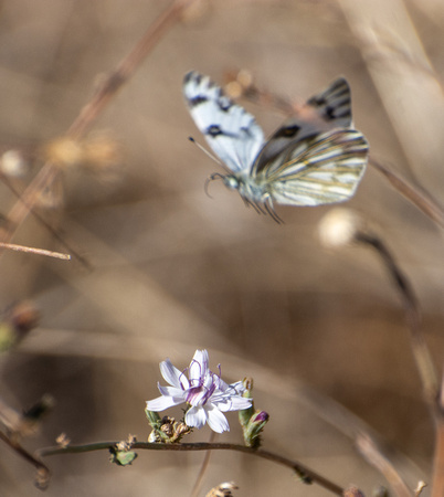 Checkered White - Pontia protodice