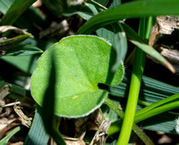 Ponysfoot - Dichondra sp.