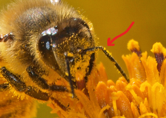 Geniculate -- elbowed - European honey bee - Apis mellifera