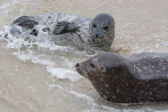 Harbor seal - Phoca vitulina
