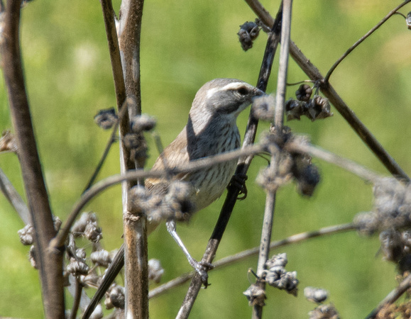 Black-throated Sparrow - Amphispiza bilineata