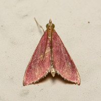 Inornate Pyrausta Moth - Pyrausta inornatalis