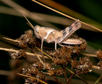 Graceful slant-face grasshopper - Chloealtis gracilis