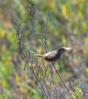 Northern House Wren - Troglodytes aedon