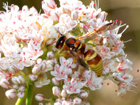 Mason wasp - Euodynerus pratensis